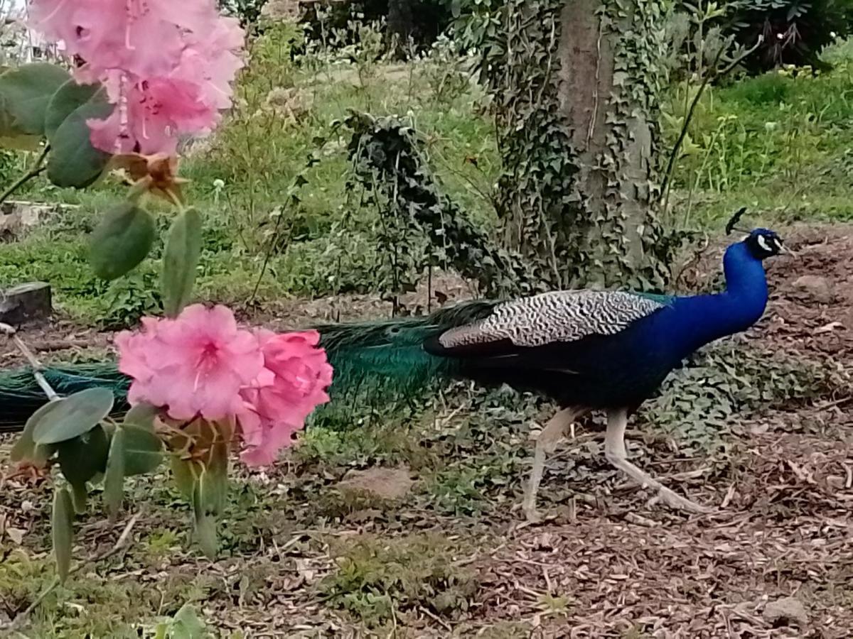 Hotel Le Domaine De La Plume La Gimond Zewnętrze zdjęcie